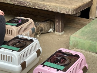 飼い主危篤…またも猫が！？残される？！⑤