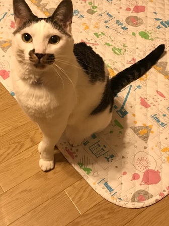 独りぼっちの子猫は…